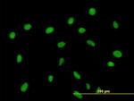 ZNF563 Antibody in Immunocytochemistry (ICC/IF)