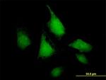 SNF1LK Antibody in Immunocytochemistry (ICC/IF)