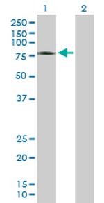 ZSWIM2 Antibody in Western Blot (WB)