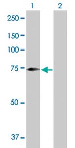 SCFD2 Antibody in Western Blot (WB)