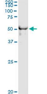 DYX1C1 Antibody in Immunoprecipitation (IP)