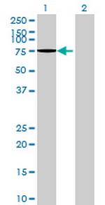 LOC161931 Antibody in Western Blot (WB)