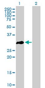 OLIG3 Antibody in Western Blot (WB)