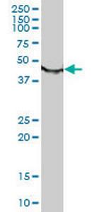 TUBB Antibody in Western Blot (WB)