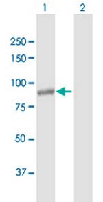 NLRP11 Antibody in Western Blot (WB)