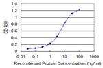 HIPK1 Antibody in ELISA (ELISA)