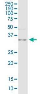 C10orf63 Antibody in Western Blot (WB)