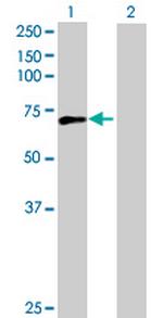 C7orf27 Antibody in Western Blot (WB)