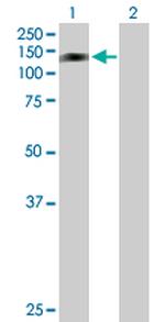 RFXDC1 Antibody in Western Blot (WB)