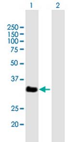 VGLL2 Antibody in Western Blot (WB)