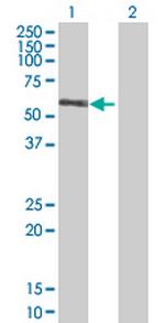 Rgr Antibody in Western Blot (WB)