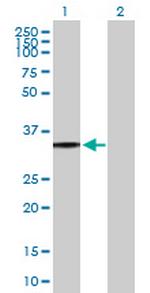 P2RY8 Antibody in Western Blot (WB)