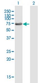 LIN9 Antibody in Western Blot (WB)