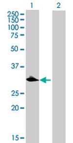 C1QTNF9 Antibody in Western Blot (WB)