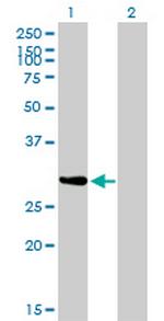 NRBP2 Antibody in Western Blot (WB)