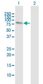 FMN1 Antibody in Western Blot (WB)