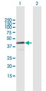 NACAL Antibody in Western Blot (WB)