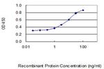 C1ORF31 Antibody in ELISA (ELISA)