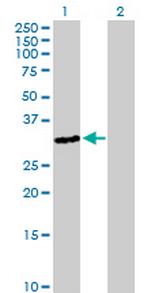 OR3A4 Antibody in Western Blot (WB)