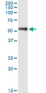 SHC4 Antibody in Western Blot (WB)