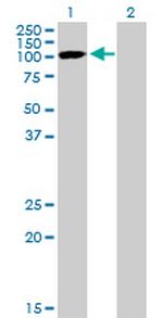 SNX19 Antibody in Western Blot (WB)