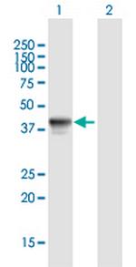 FLJ42177 Antibody in Western Blot (WB)