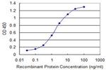 PIM3 Antibody in ELISA (ELISA)