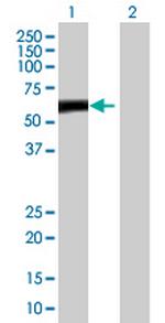 ZBTB8 Antibody in Western Blot (WB)