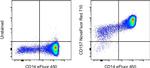 CD157 Antibody in Flow Cytometry (Flow)