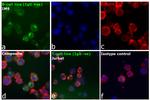 Human IgG Fc Secondary Antibody in Immunocytochemistry (ICC/IF)