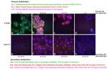 Human IgG Fc Secondary Antibody