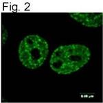 Phospho-Histone H2A.X (Ser139) Antibody in Immunocytochemistry (ICC/IF)