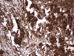 H2AFY2 Antibody in Immunohistochemistry (Paraffin) (IHC (P))