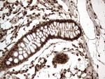 H2AFY2 Antibody in Immunohistochemistry (Paraffin) (IHC (P))