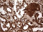 H2AFY2 Antibody in Immunohistochemistry (Paraffin) (IHC (P))