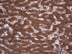 H2AFY2 Antibody in Immunohistochemistry (Paraffin) (IHC (P))