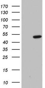 H2AFY2 Antibody in Western Blot (WB)