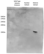 Histone H2A.X Antibody in Western Blot (WB)