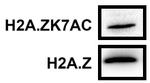 Histone H2A.Z Antibody in Western Blot (WB)