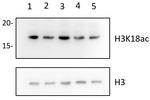 H3K18ac Antibody in Western Blot (WB)