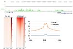 H3K4me1 Antibody in CUT&RUN (C&R)