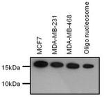 H3K4me2 Antibody in Western Blot (WB)