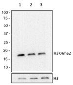 H3K4me2 Antibody in Western Blot (WB)