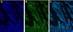 Rabbit IgG (H+L) Highly Cross-Adsorbed Secondary Antibody in Immunocytochemistry (ICC/IF)