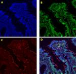 H3K4me3 Antibody in Immunocytochemistry (ICC/IF)