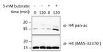 Histone H4 Antibody in Western Blot (WB)