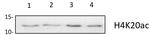 H4K20ac Antibody in Western Blot (WB)