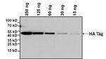 HA Tag Antibody in Western Blot (WB)