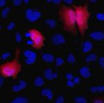 HA Tag Antibody in Immunocytochemistry (ICC/IF)