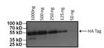 HA Tag Antibody in Western Blot (WB)